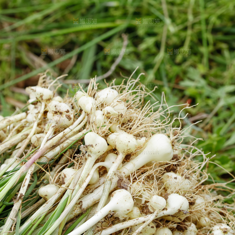 野葱