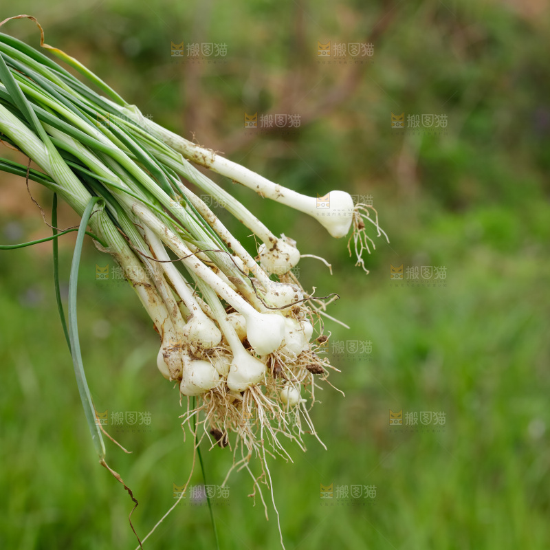 野葱