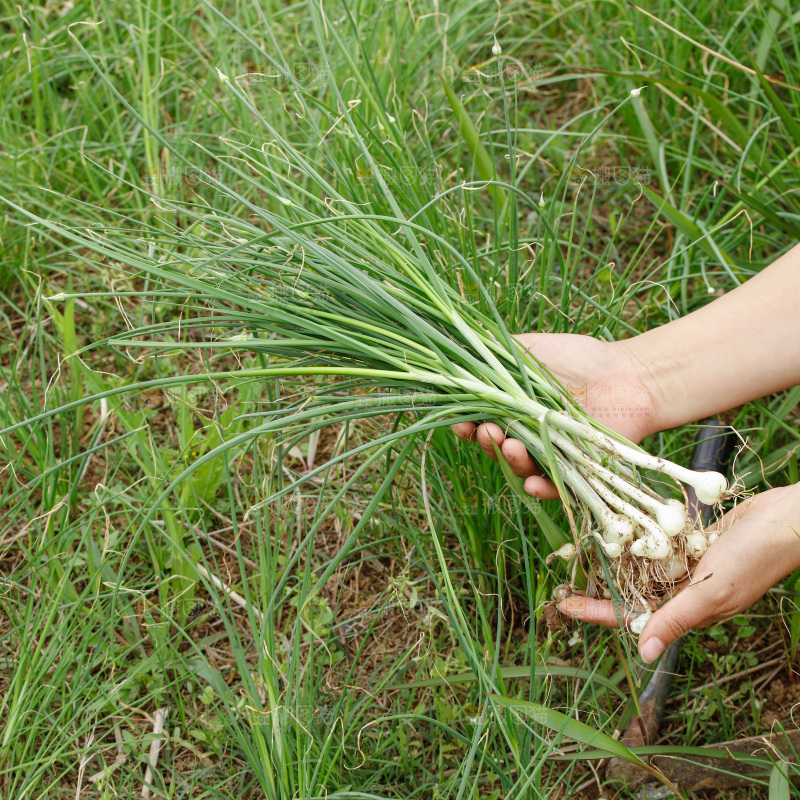 野葱