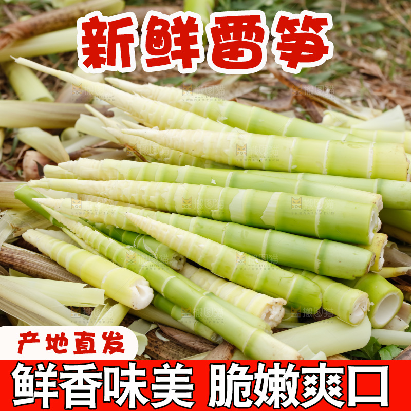 地上的新鲜春笋