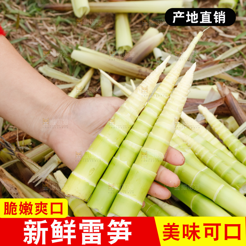 地上的新鲜春笋