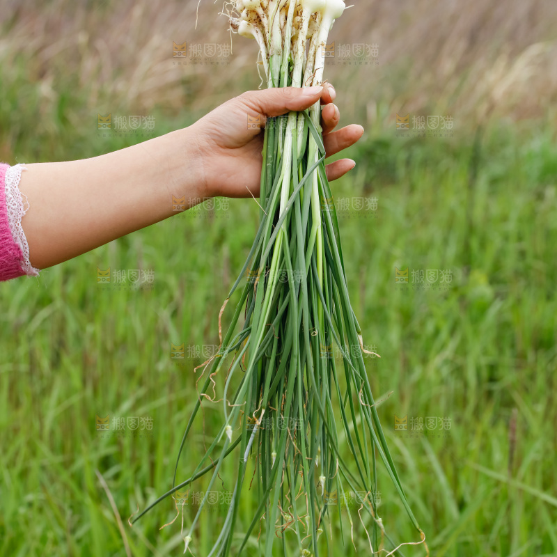 野葱