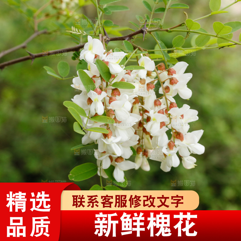 槐花