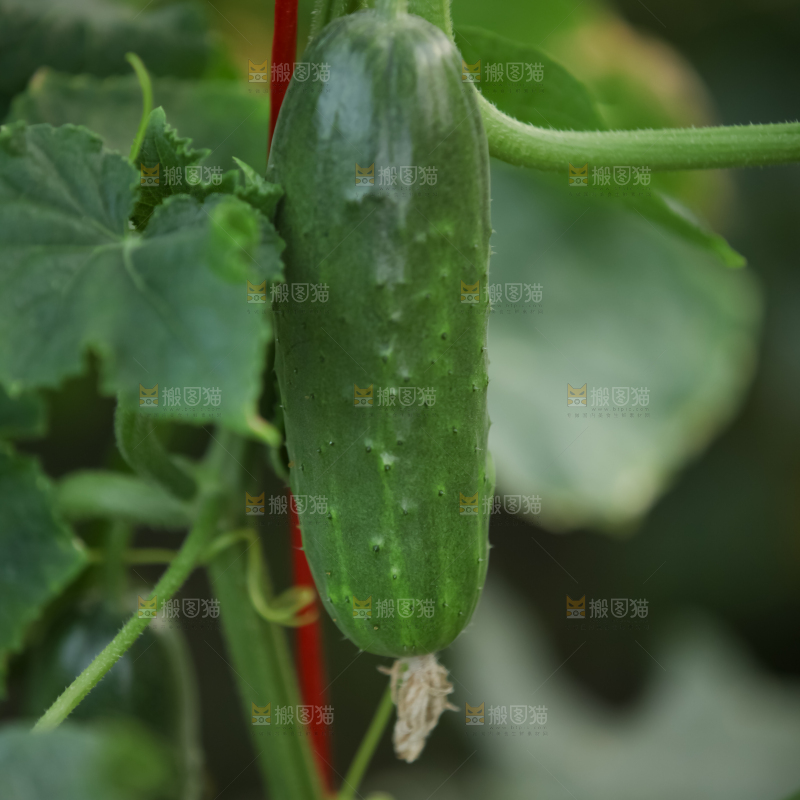 白玉黄瓜