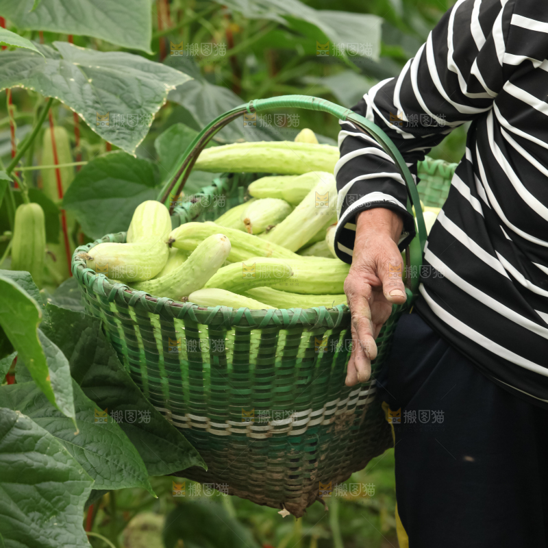 白玉黄瓜