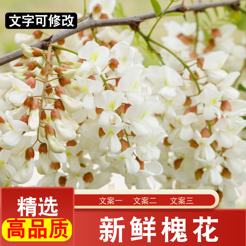 槐花