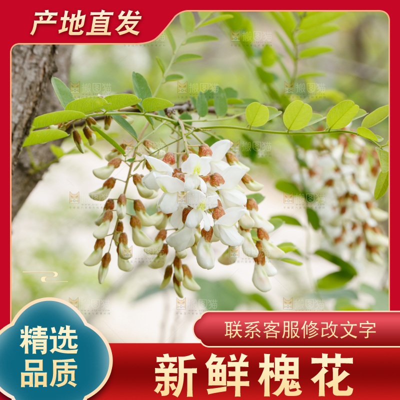 树上的新鲜槐花