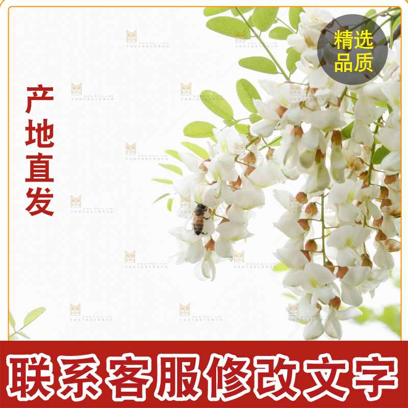 树上的新鲜槐花