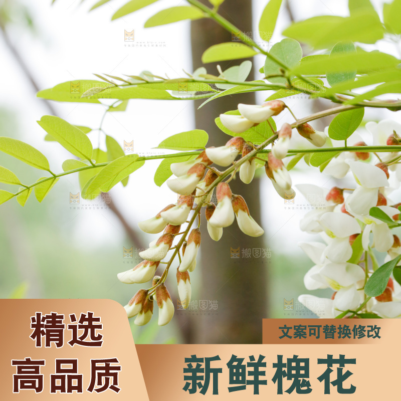 槐花