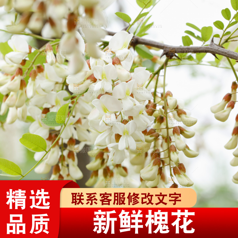 树上的新鲜槐花