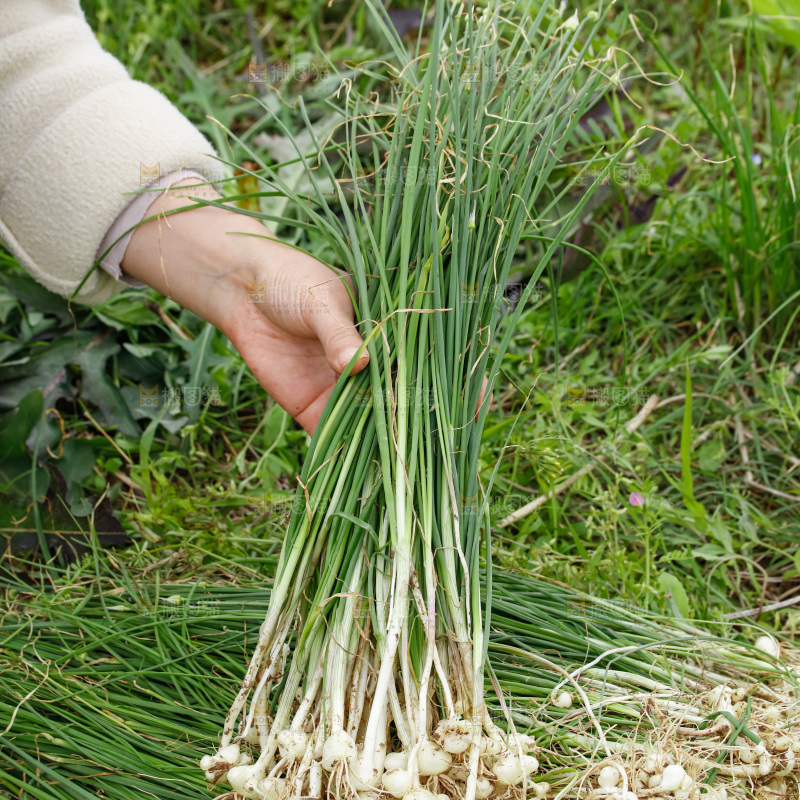野葱