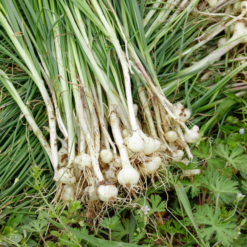 野葱
