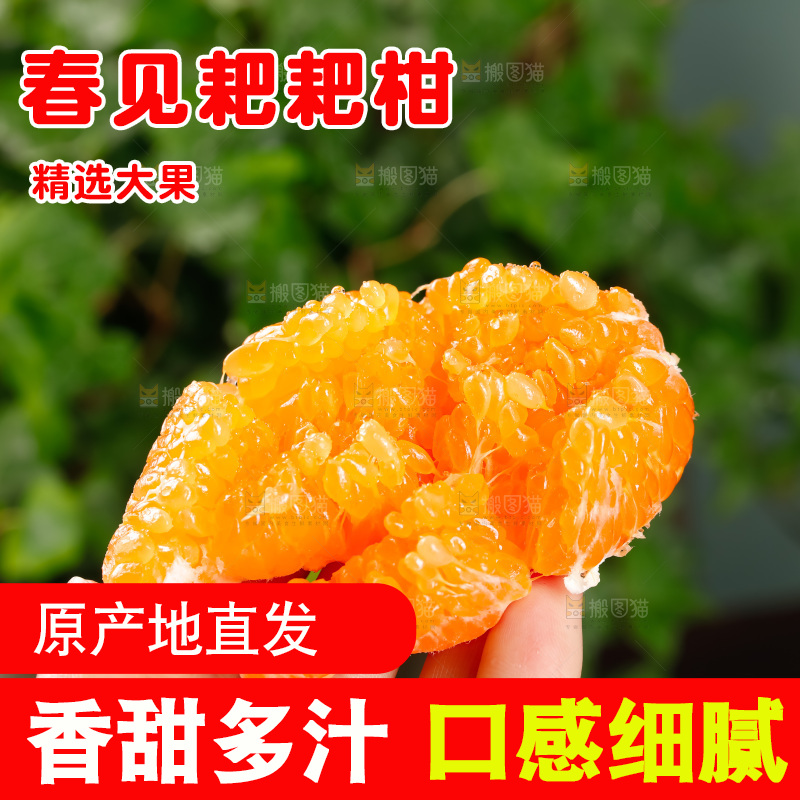 春见耙耙柑