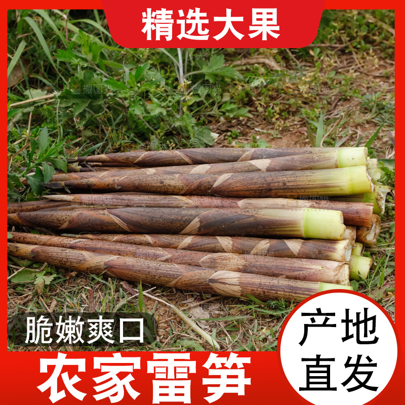 地上的新鲜春笋