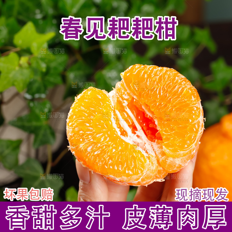 春见耙耙柑