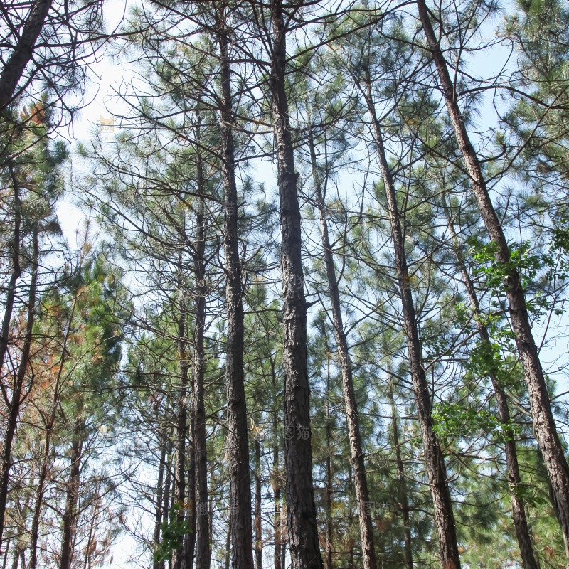 松树林