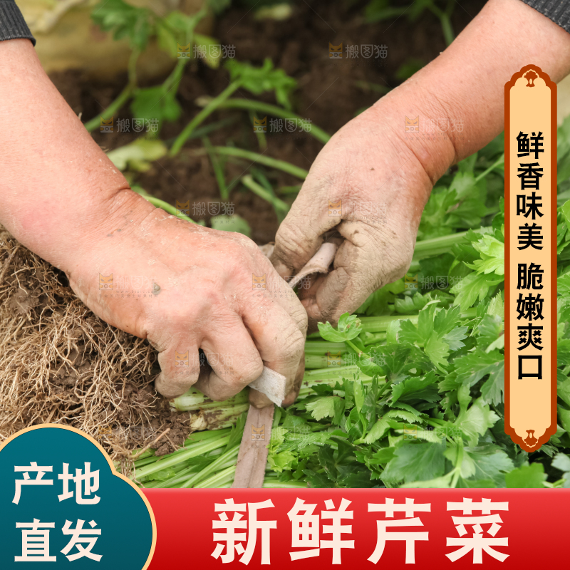 芹菜
