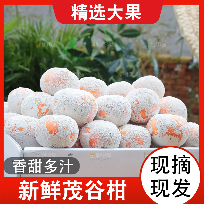 茂谷柑