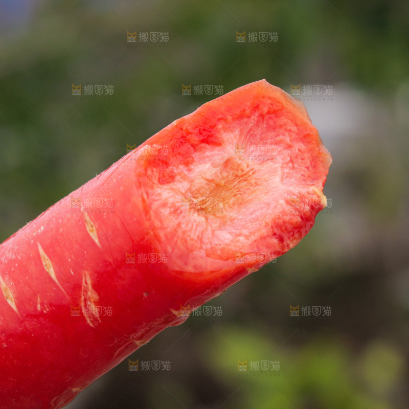 红胡萝卜