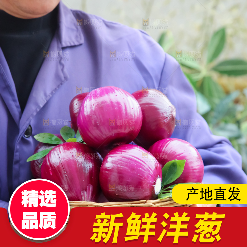 洋葱