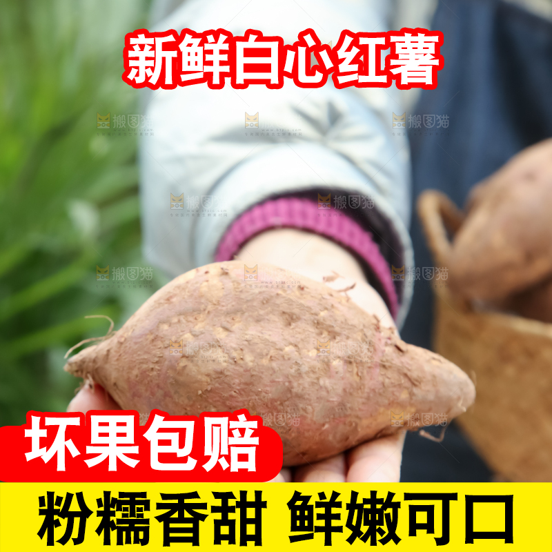 白心红薯