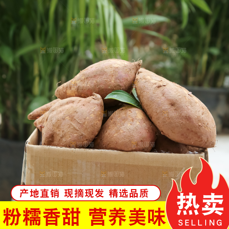 白心红薯