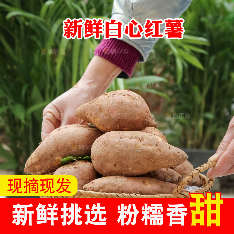 白心红薯