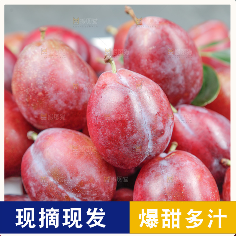 西梅