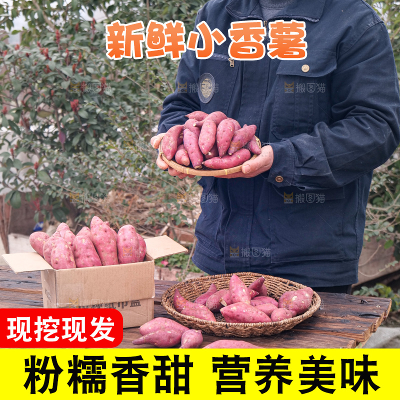 小香薯