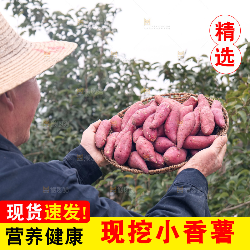 小香薯
