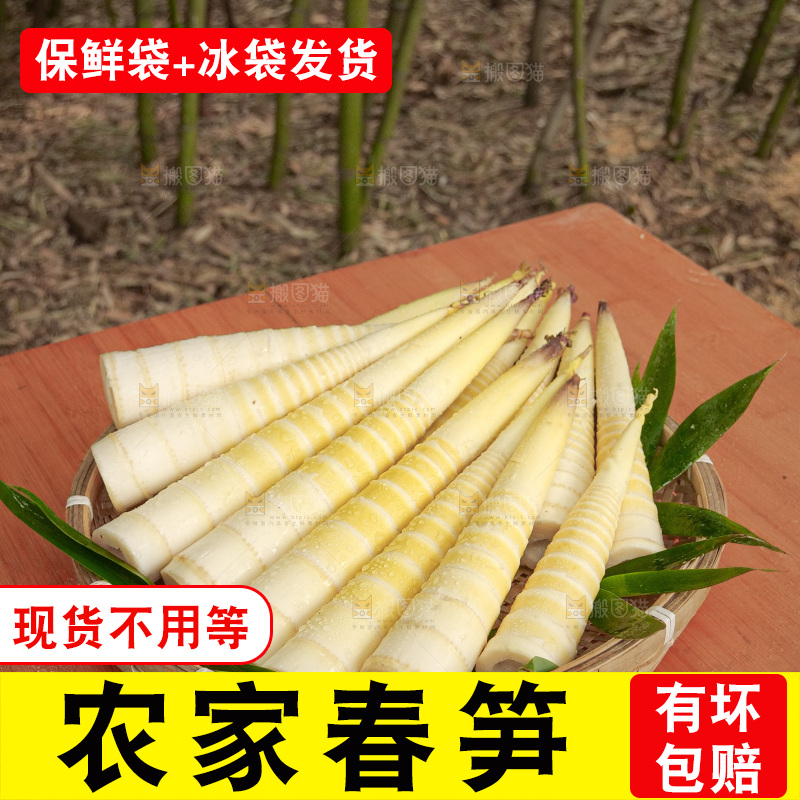 春笋