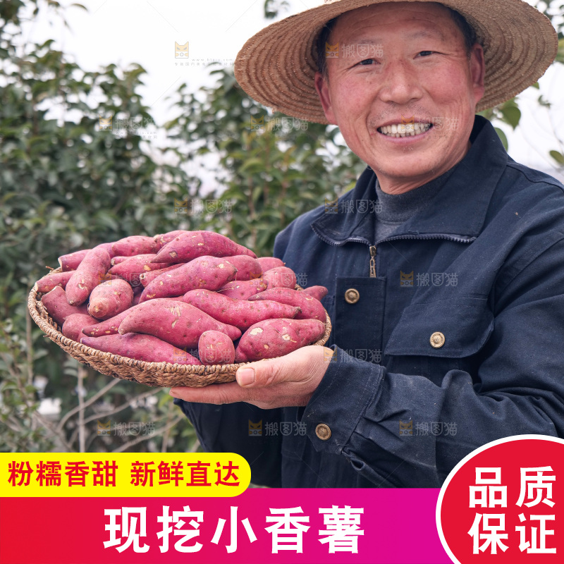 小香薯