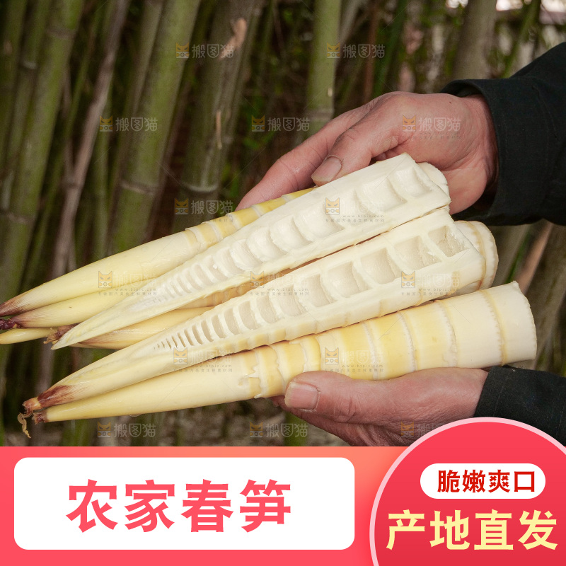 春笋