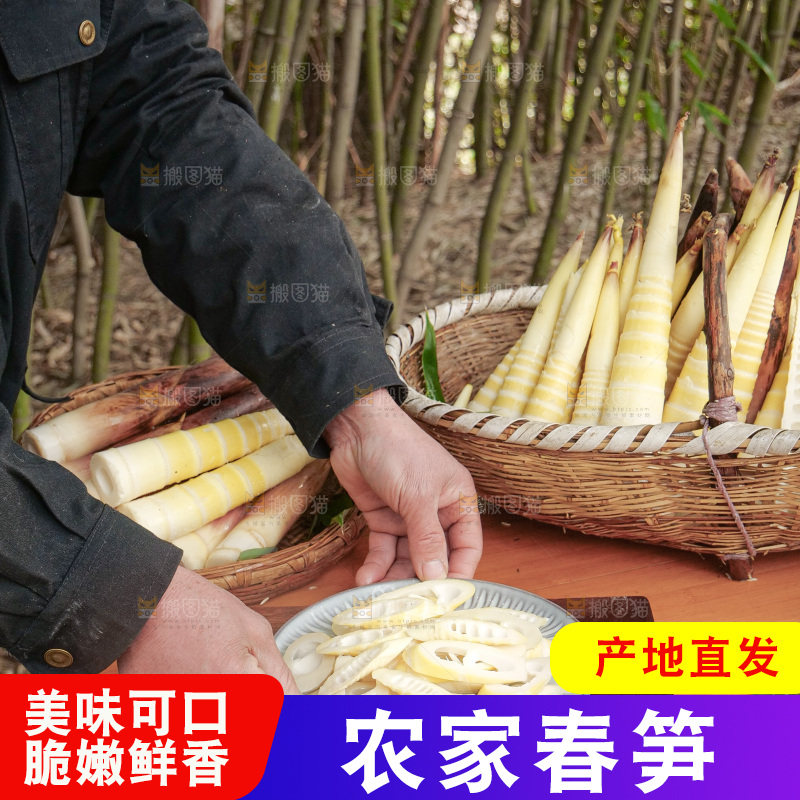 春笋