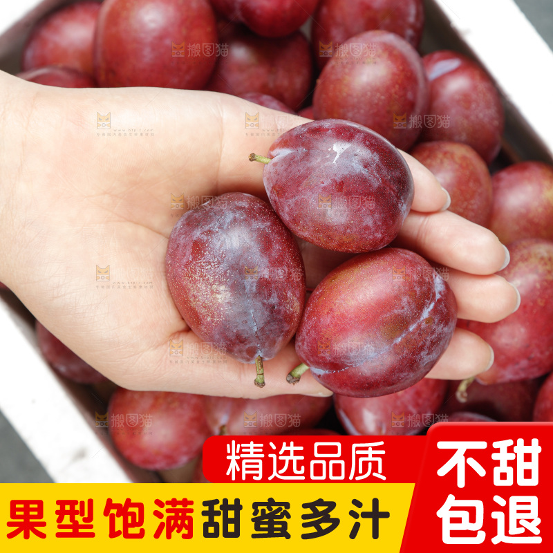 西梅