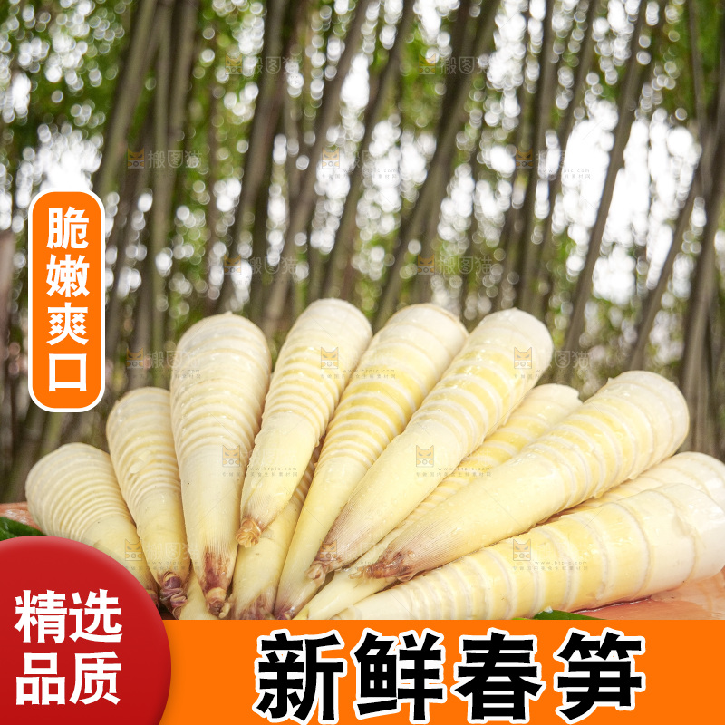春笋