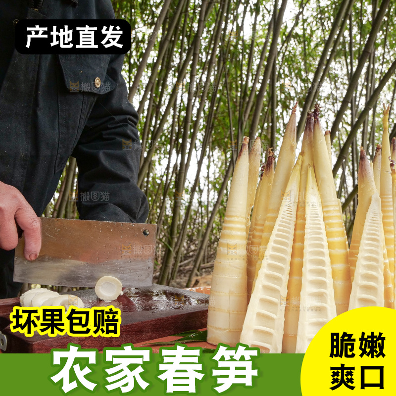 春笋
