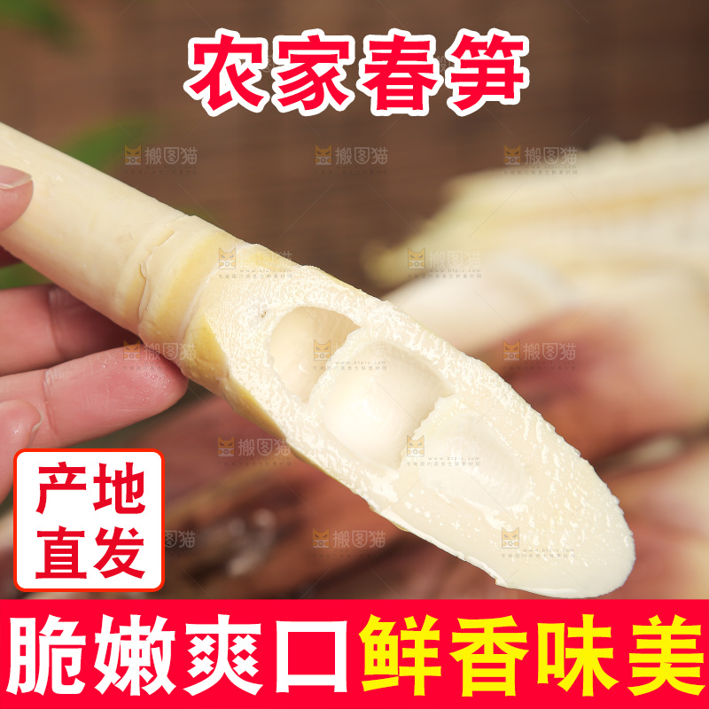 春笋