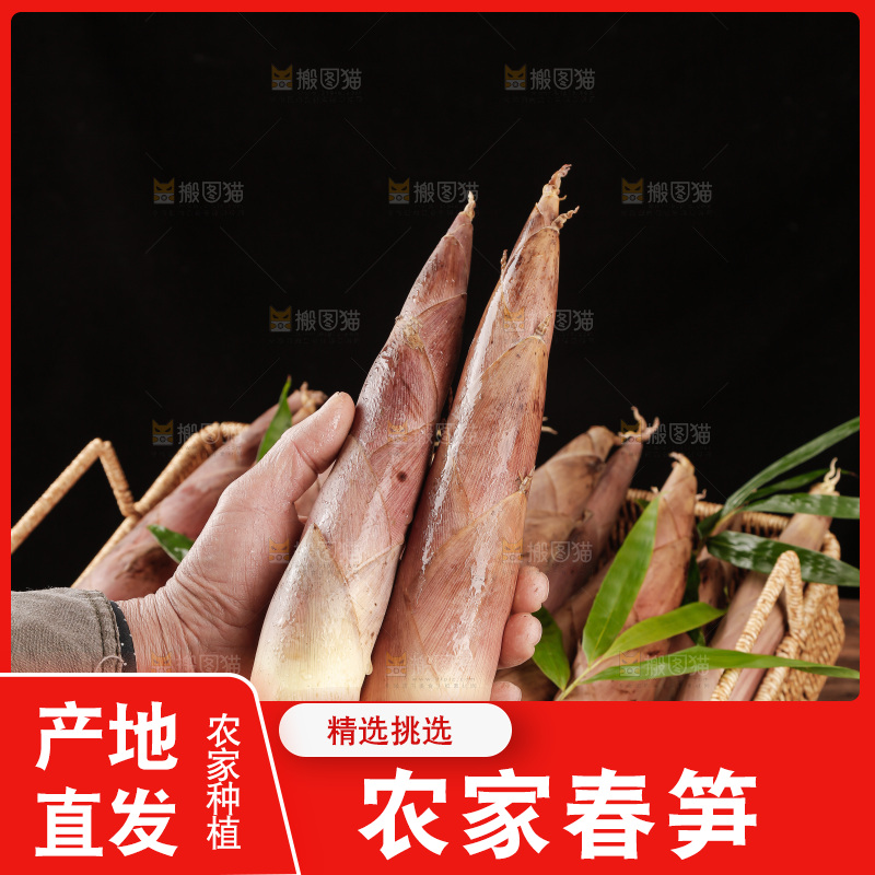 春笋