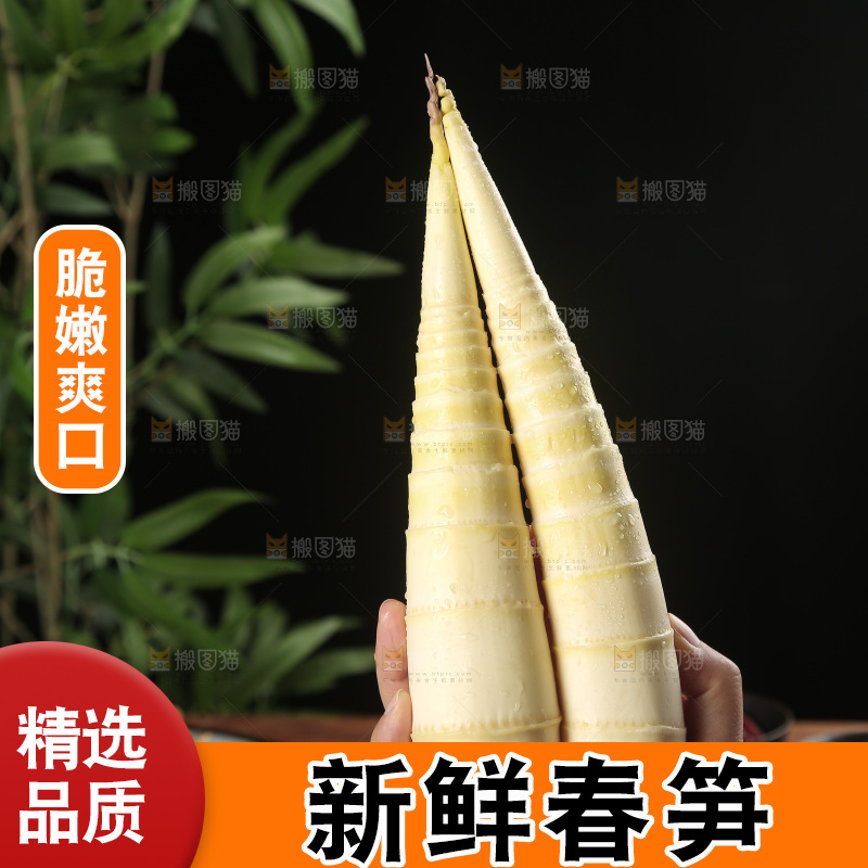 春笋