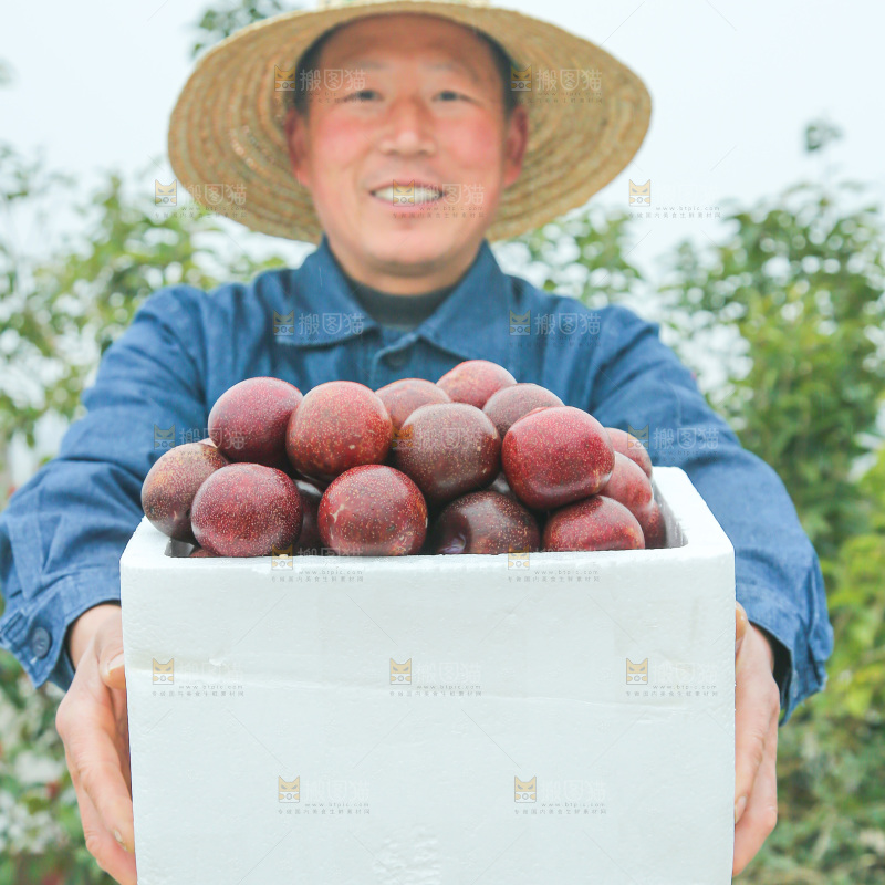 凤凰李