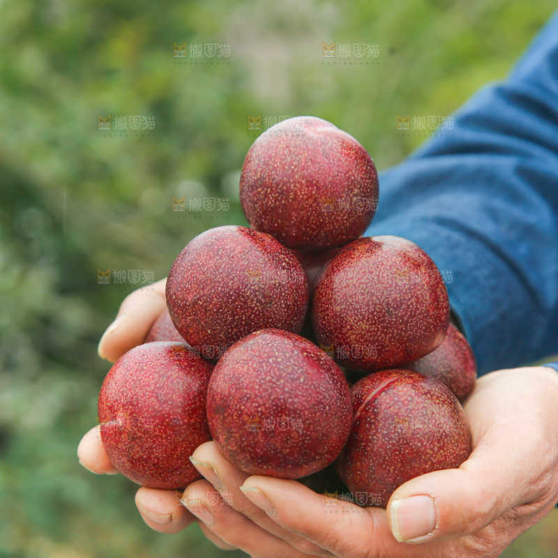 凤凰李