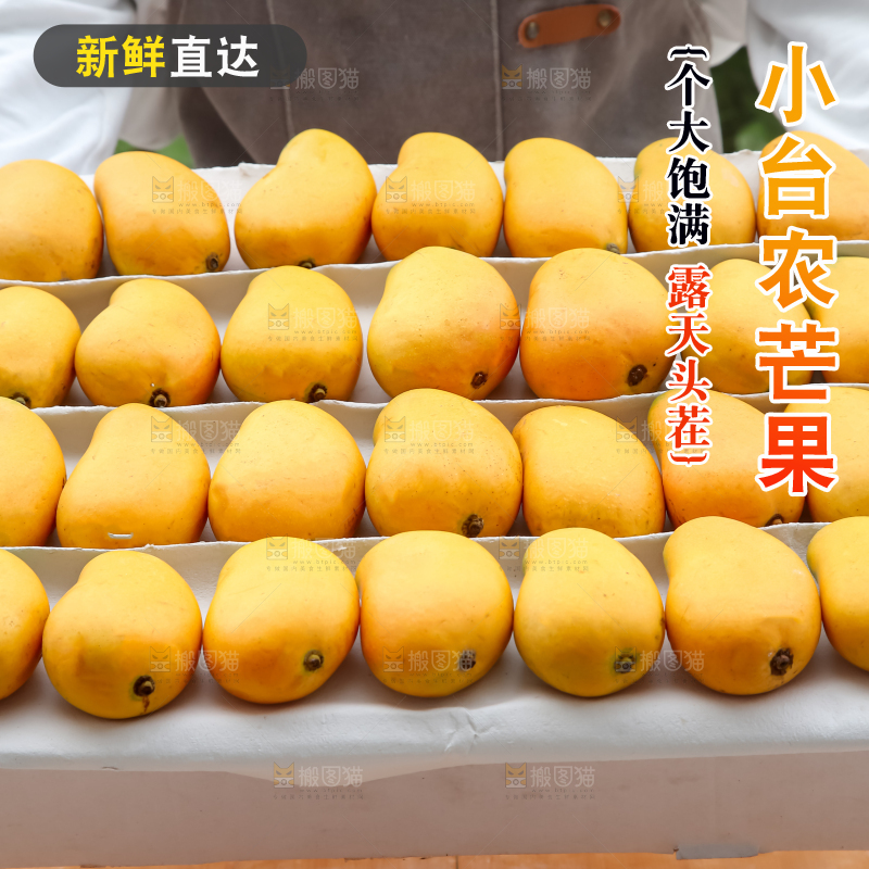 小台芒