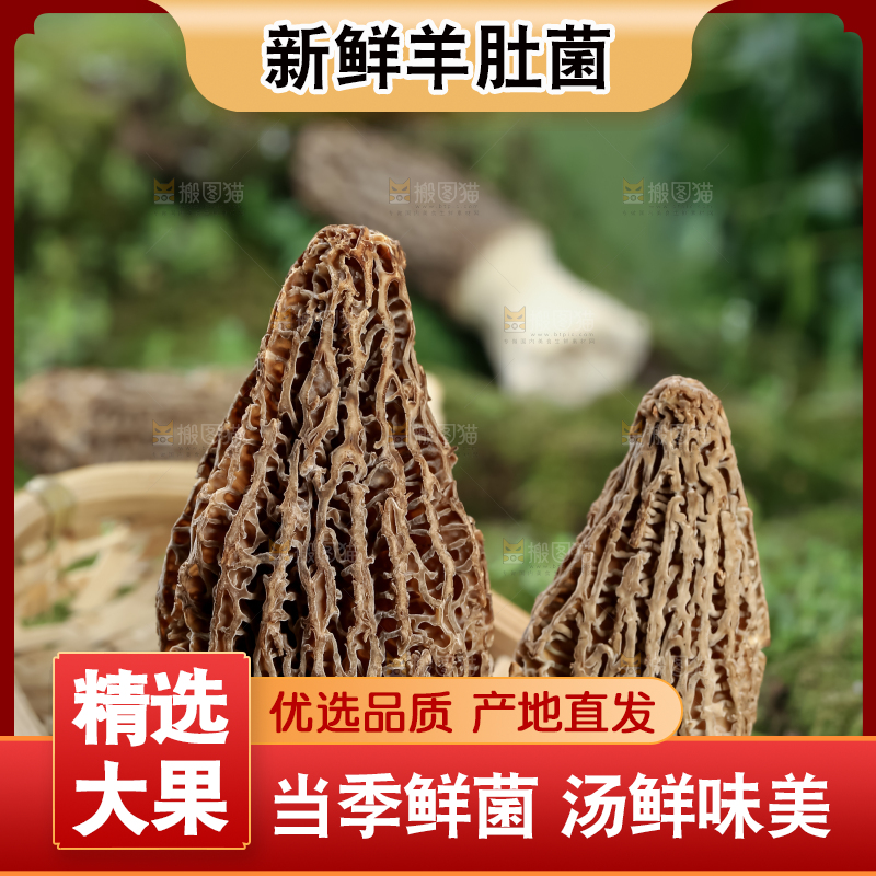羊肚菌