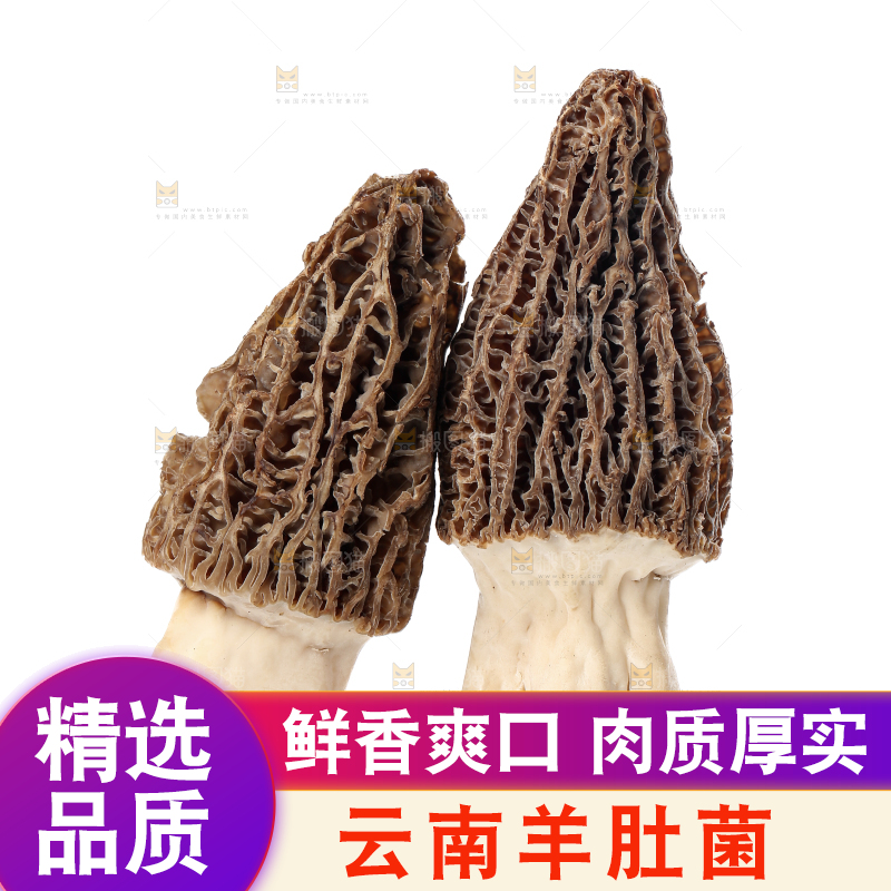 羊肚菌