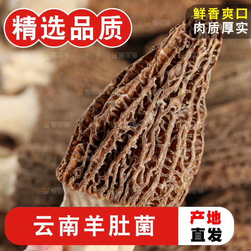 羊肚菌