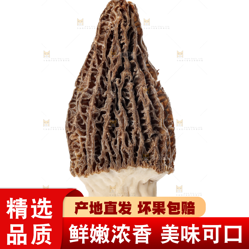 羊肚菌