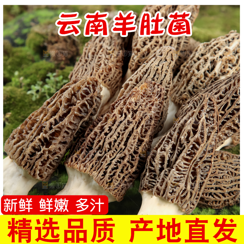 羊肚菌