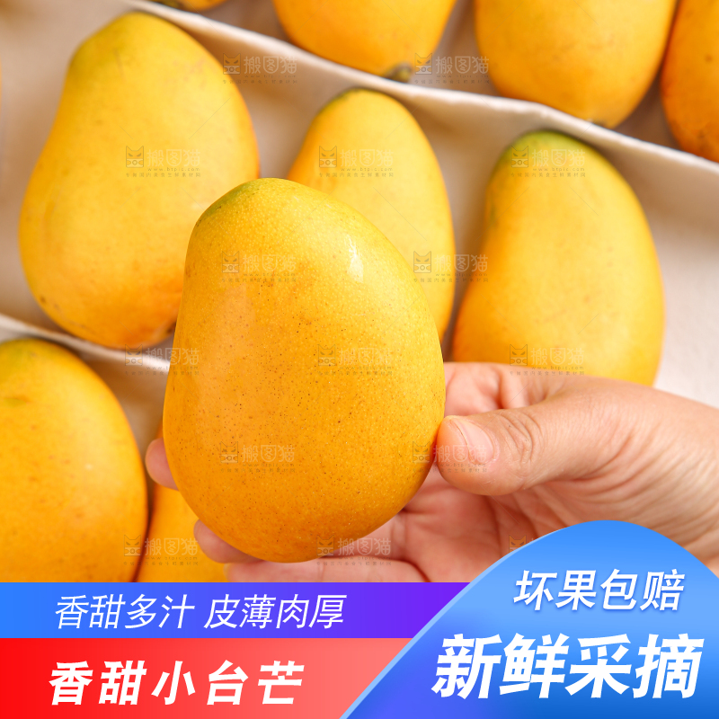 小台芒