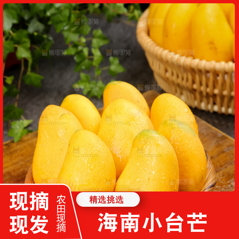 小台芒